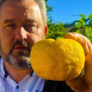 Agrumes : techniques de production agricole en pleine terre, en climat tempéré